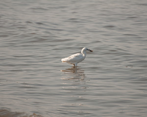 the Garzetta is the little egret aquatic bird.  Ronchi near Lazise, Lake Garda, Verona