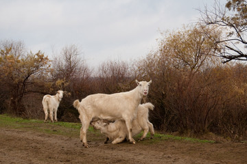 Fototapeta premium Goat Nursing its Kid in springtime