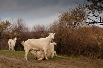 Goat Nursing its Kid in springtime