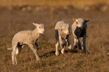 White Lambs Playing in Springtime