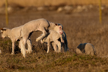 Obraz na płótnie Canvas White Lambs Playing in Springtime