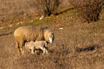 Naklejka na ściany i meble Lamb Grzing on the field with sheep