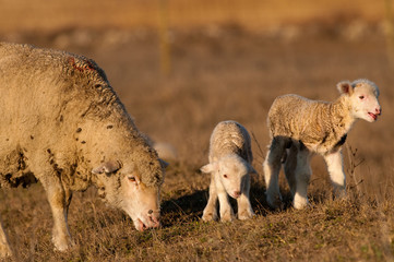 Lamb Grzing on the field with sheep