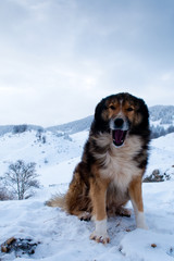 Shepperd Dog