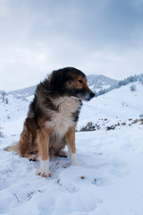Shepperd Dog