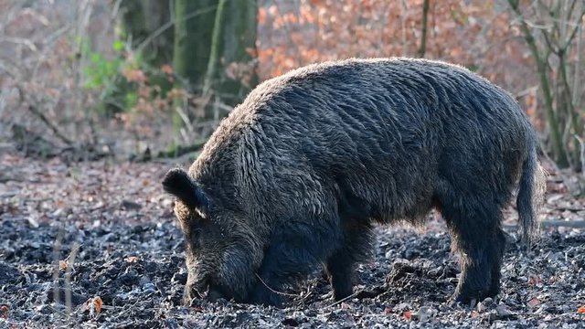 Wildschwein Keiler im Wald, Schwarzwild, Januar, (Sus scrofa)