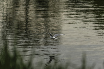 gull on the river