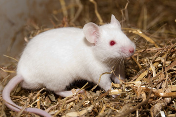 White Lab Mouse