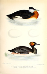 Illustration of bird