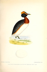 Illustration of bird