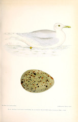 Illustration of bird