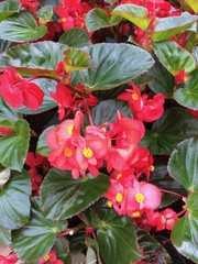 Admire the beauty of the flowers, in all their splendor gardens, roses, orchids, violets, daisies, petals and green a rainbow of colors gift of nature. 