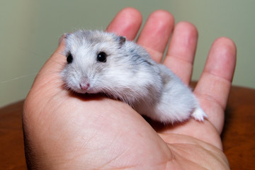 Hamster in a hand