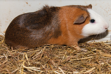 Guinea Pig in terrarium
