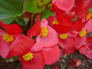 Admire the beauty of the flowers, in all their splendor gardens, roses, orchids, violets, daisies, petals and green a rainbow of colors gift of nature. 