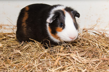 Guinea Pig in terrarium