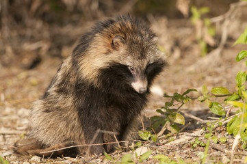 Racoon Dog