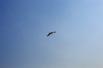 青空とカモメ　素晴らしいブルー