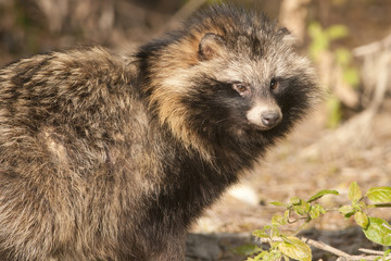 Racoon Dog