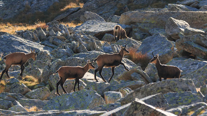 Camosci (Rupicapra rupicapra) in Valnontey, nel Parco Nazionale del Gran Paradiso
