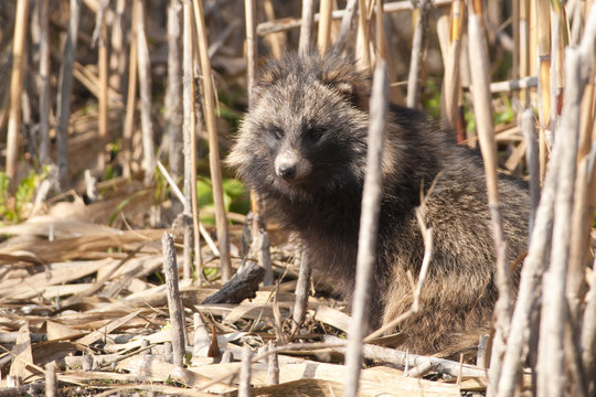 Raccoon Dog