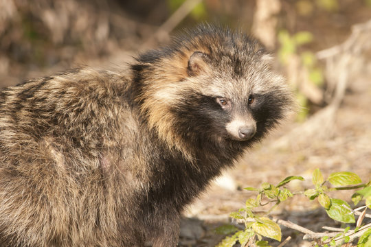 Racoon Dog