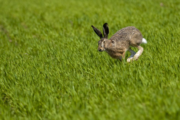 Hare Running over a green field