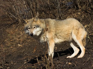 Obraz premium Grey Wolf in Autumn