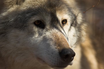 Fototapeta premium Grey Wolf in Autumn