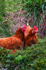 Two chickens sit in the grass, the concept of agro tourism and rural recreation