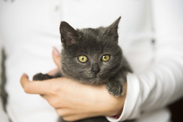 brown kitty close up portrait