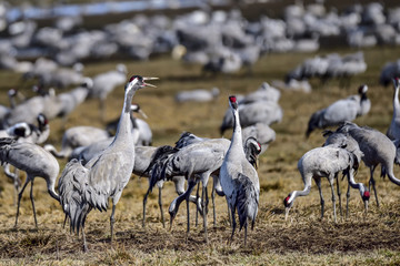 Eurasian crane