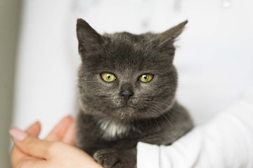 brown kitty close up portrait