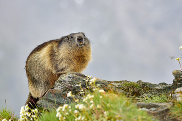Alpine marmot
