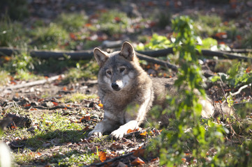 Gray Wolf Laid