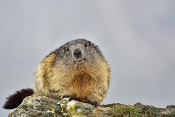 Alpine marmot