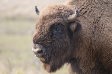 Fototapeta premium European Bison