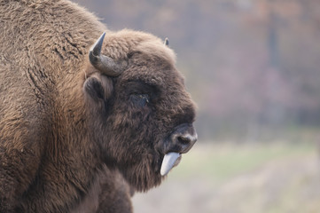 Fototapeta premium European Bison