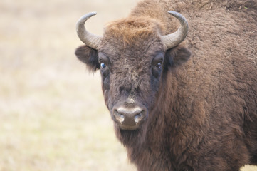 European Bison
