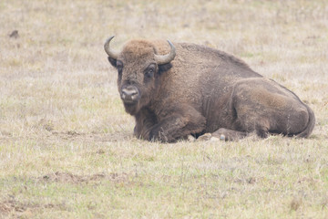 Obraz premium European Bison