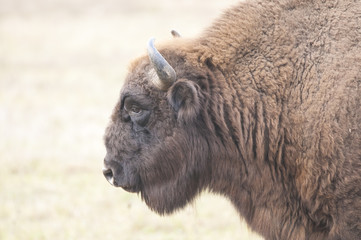 Fototapeta premium European Bison