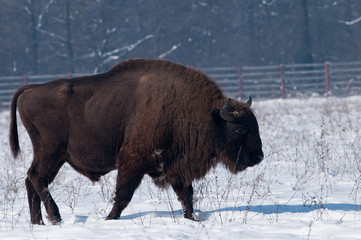 European Bison (Bison bonasius) in Winter