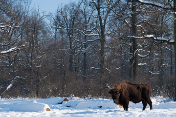 European Bison (Bison bonasus) in forest in Winter