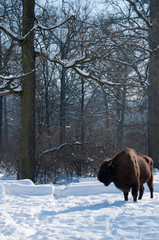 European Bison (Bison bonasus) in forest in Winter