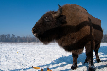 European Bison (Bison bonasus) eating Corn Cobs