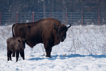 Bull and Calf of European Bison in winter