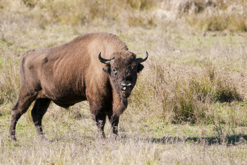 Obraz premium European Bison