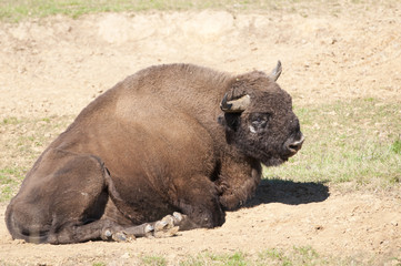 Eruopean Bison