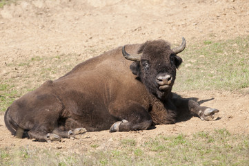 Obraz premium Eruopean Bison