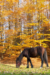 Horse grazing